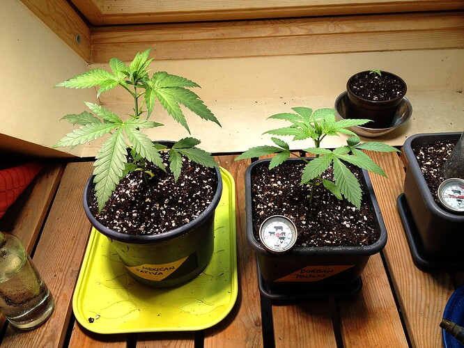 Growreport Bild 53