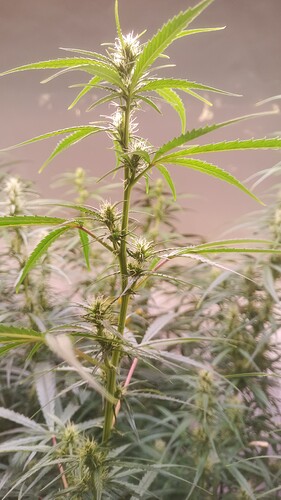 Growreport Bild 5