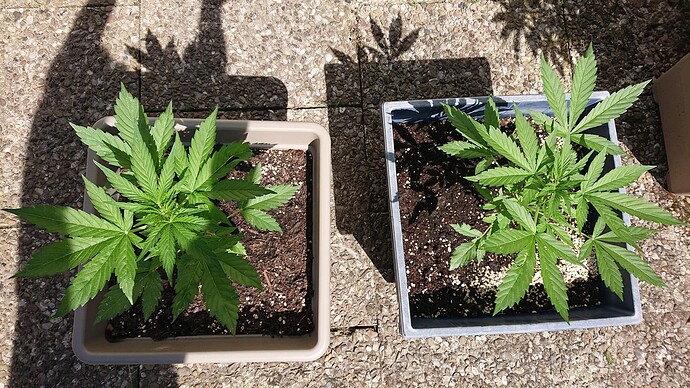 Growreport Bild 1