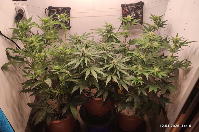 Growreport Bild 25