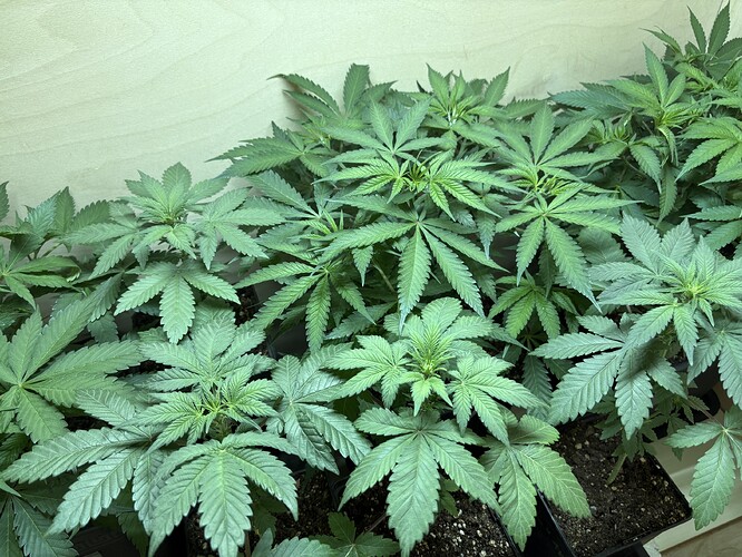 Growreport Bild 4