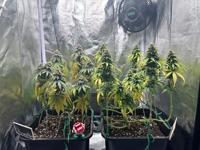 Growreport Bild 27