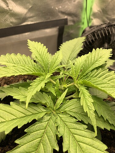 Growreport Bild 1