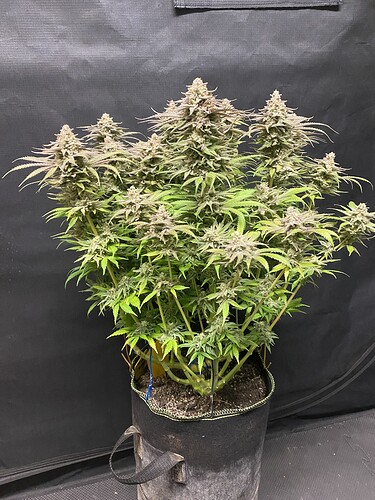 Growreport Bild 3