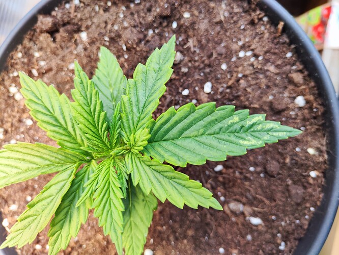 Growreport Bild 5