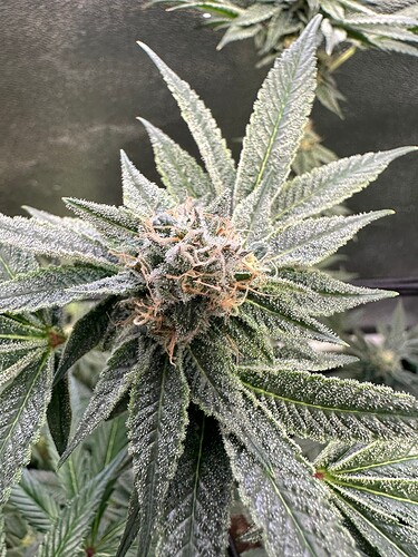 Growreport Bild 19