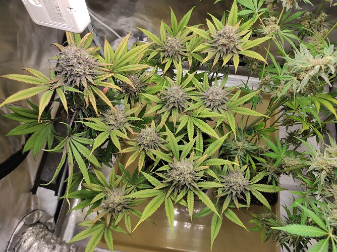 Growreport Bild 5
