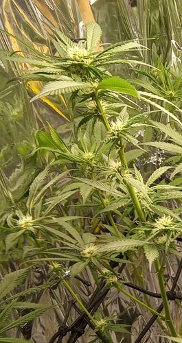 Growreport Bild 4