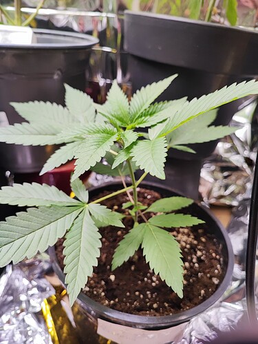 Growreport Bild 3