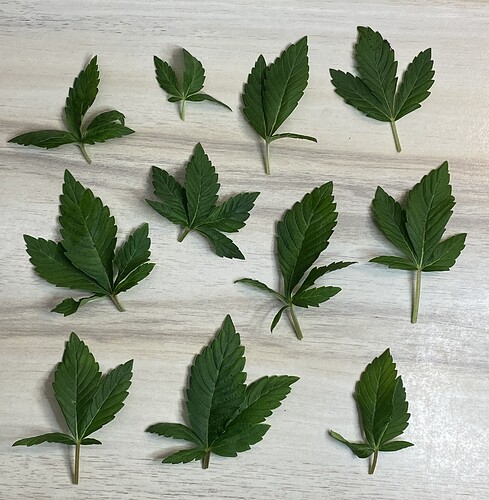 Growreport Bild 34