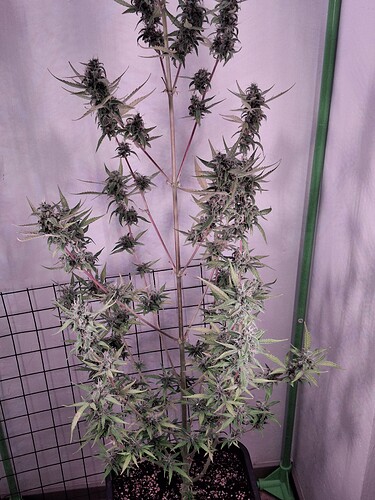 Growreport Bild 241