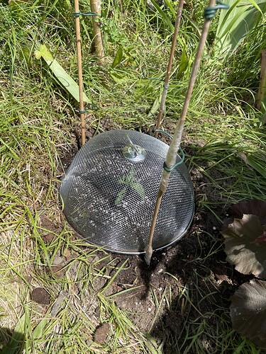 Growreport Bild 19