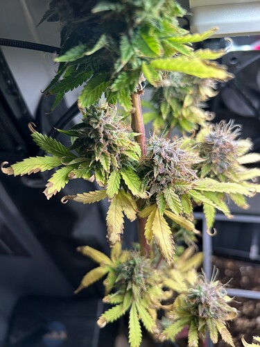 Growreport Bild 2