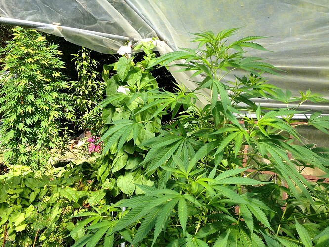 Growreport Bild 6