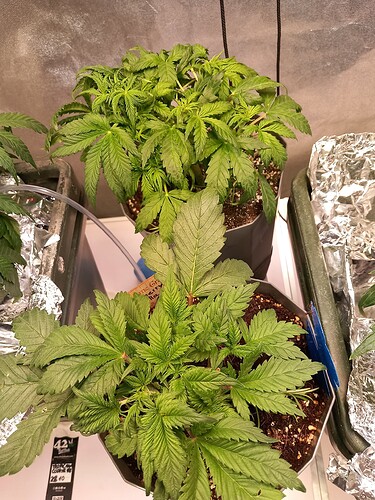 Growreport Bild 3