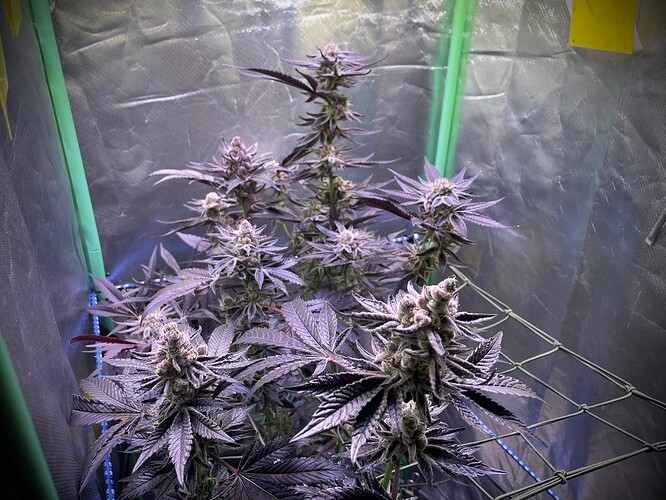 Growreport Bild 6