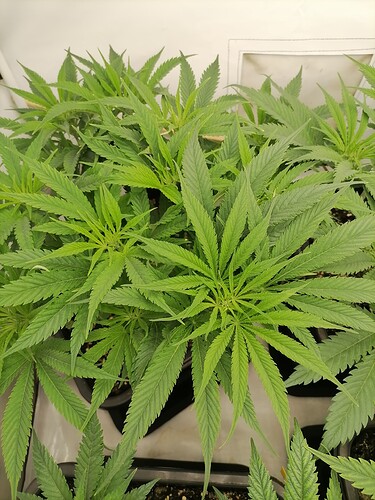 Growreport Bild 37