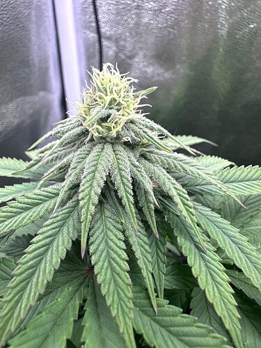 Growreport Bild 4