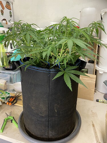 Growreport Bild 17
