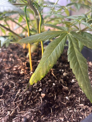 Growreport Bild 36