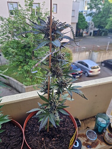 Growreport Bild 32