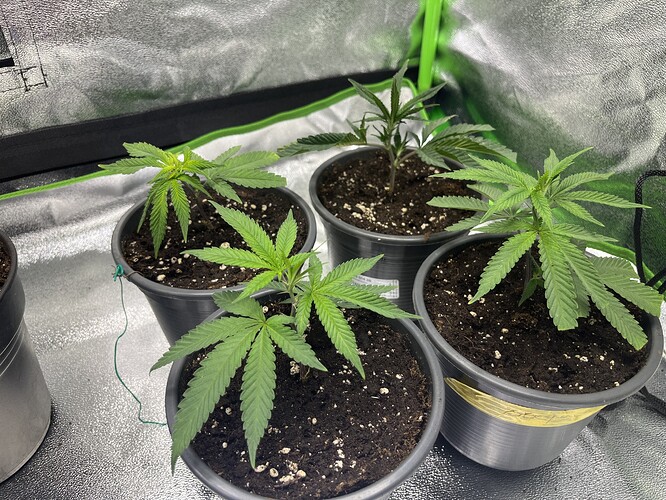 Growreport Bild 47