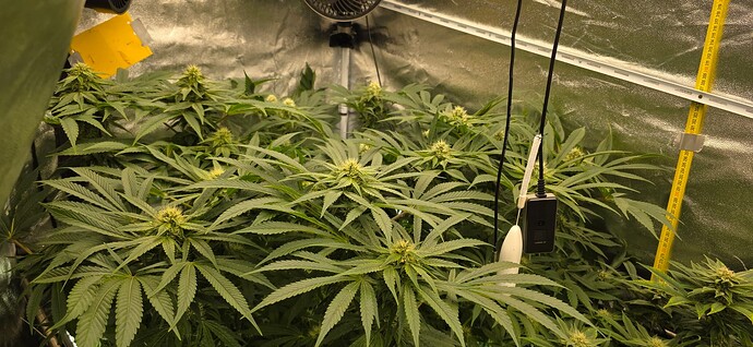 Growreport Bild 36