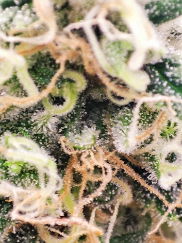 Growreport Bild 21