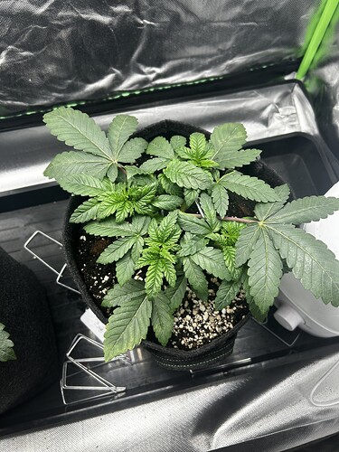 Growreport Bild 13