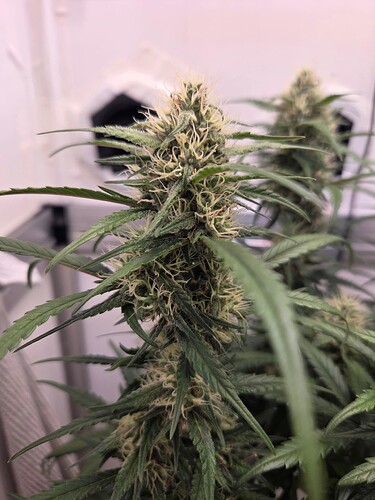 Growreport Bild 10
