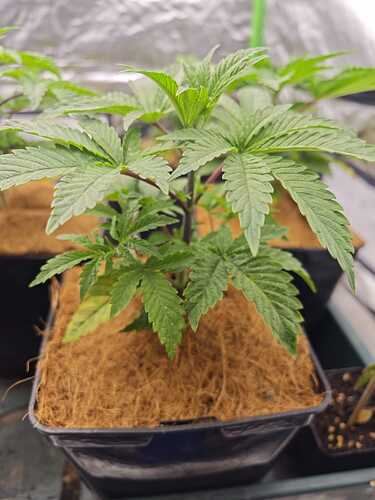 Growreport Bild 8