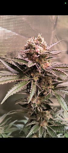 Growreport Bild 22