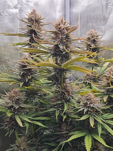 Growreport Bild 13