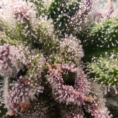 Growreport Bild 21