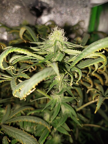 Growreport Bild 1