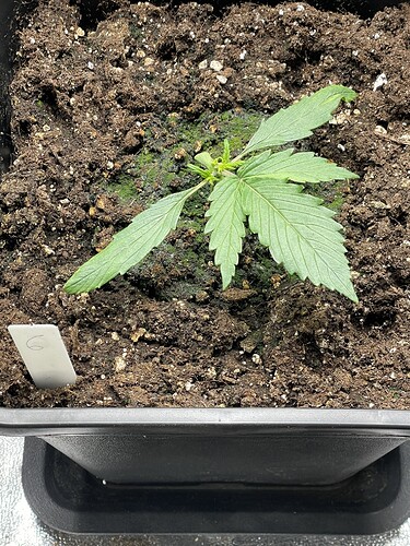 Growreport Bild 6
