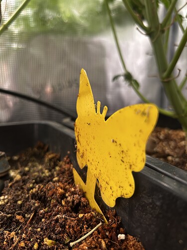Growreport Bild 65