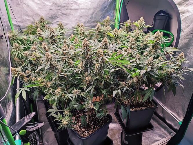 Growreport Bild 5
