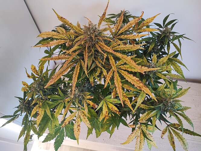 Growreport Bild 6