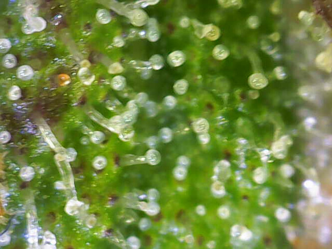 Growreport Bild 4