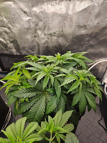 Growreport Bild 32