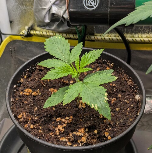 Growreport Bild 13