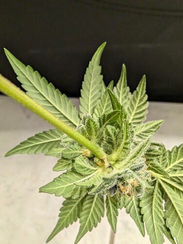Growreport Bild 3