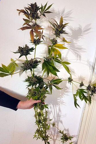 Nicole Kush nach der Ernte