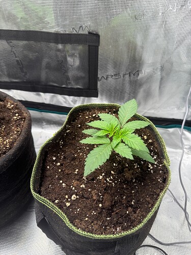 Growreport Bild 7