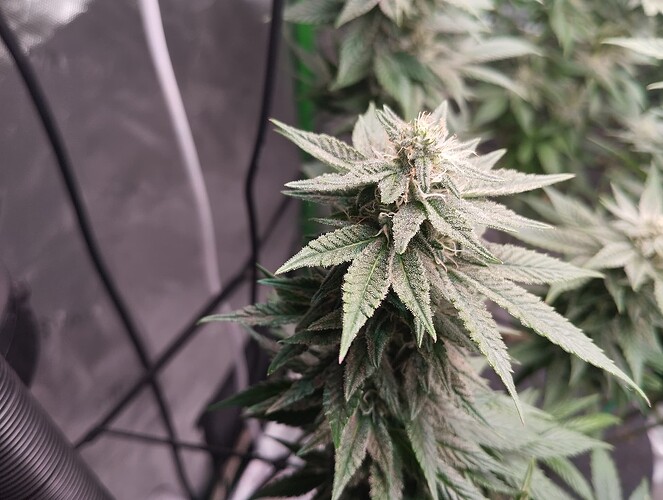 Growreport Bild 6