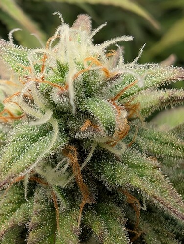 Growreport Bild 2