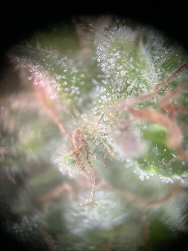 Growreport Bild 10
