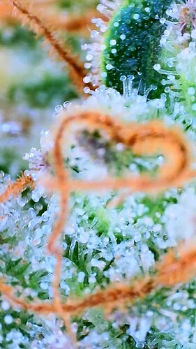 Growreport Bild 22