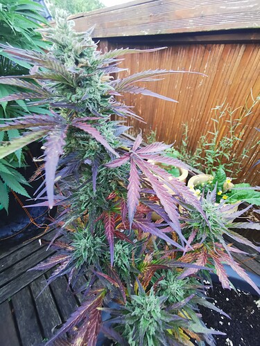 Growreport Bild 7
